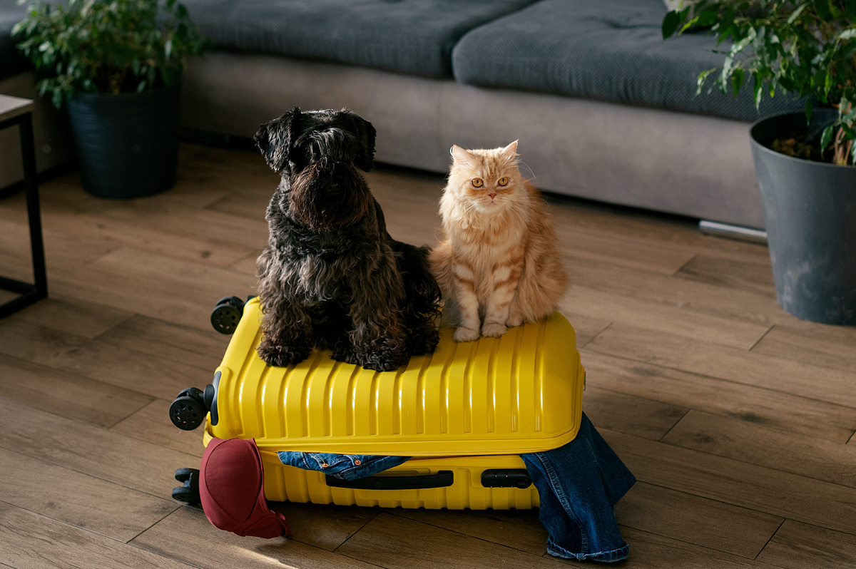 Cane e gatto sopra a una valigia in salotto